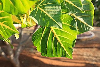 《暗黑1》《魔兽争霸1》《魔兽争霸2》登陆战网 炒冷饭？